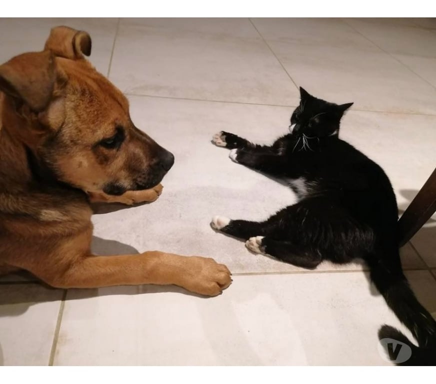 Vente Loire-Atlantique Bonnoeuvre - 44540 - Photos Vivastreet Ragnar, chiot croisé malinois à adopter