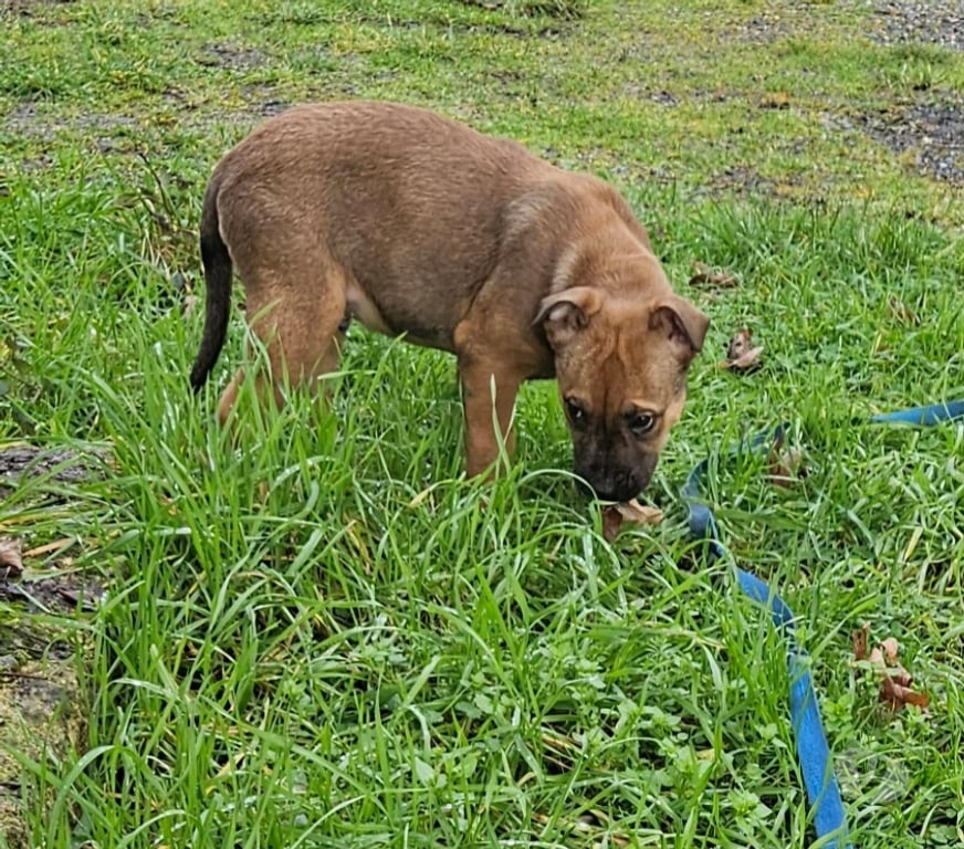 Vente Vendée Rocheserviere - 85620 - Photos Vivastreet Ragnar, chiot croisé malinois à adopter