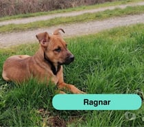 Ragnar, chiot croisé malinois à adopter