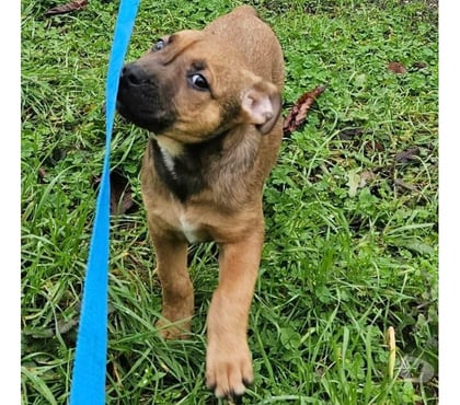 Vente animaux Rocheserviere Vendée - Photos Vivastreet Ragnar, chiot croisé malinois à adopter