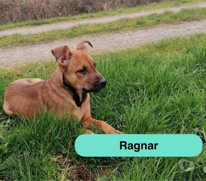 Vente animaux Bonnoeuvre Loire-Atlantique - Photos Vivastreet Ragnar, chiot croisé malinois à adopter