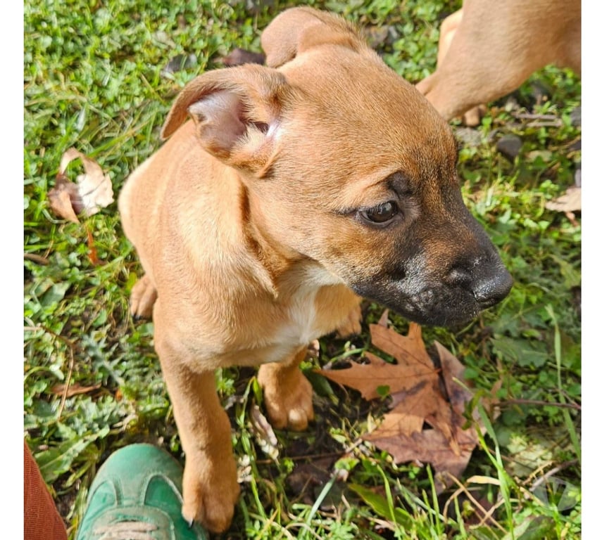 Vente Cher St Doulchard - 18230 - Photos Vivastreet Sena, croisée malinoise à adopter