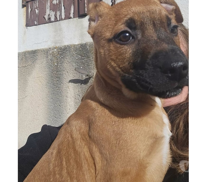 Vente Cher St Doulchard - 18230 - Photos Vivastreet Sena, croisée malinoise à adopter