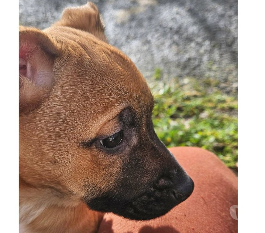 Vente Cher St Doulchard - 18230 - Photos Vivastreet Sena, croisée malinoise à adopter