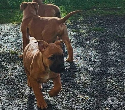 Vente animaux St Doulchard Cher - Photos Vivastreet Sena, croisée malinoise à adopter