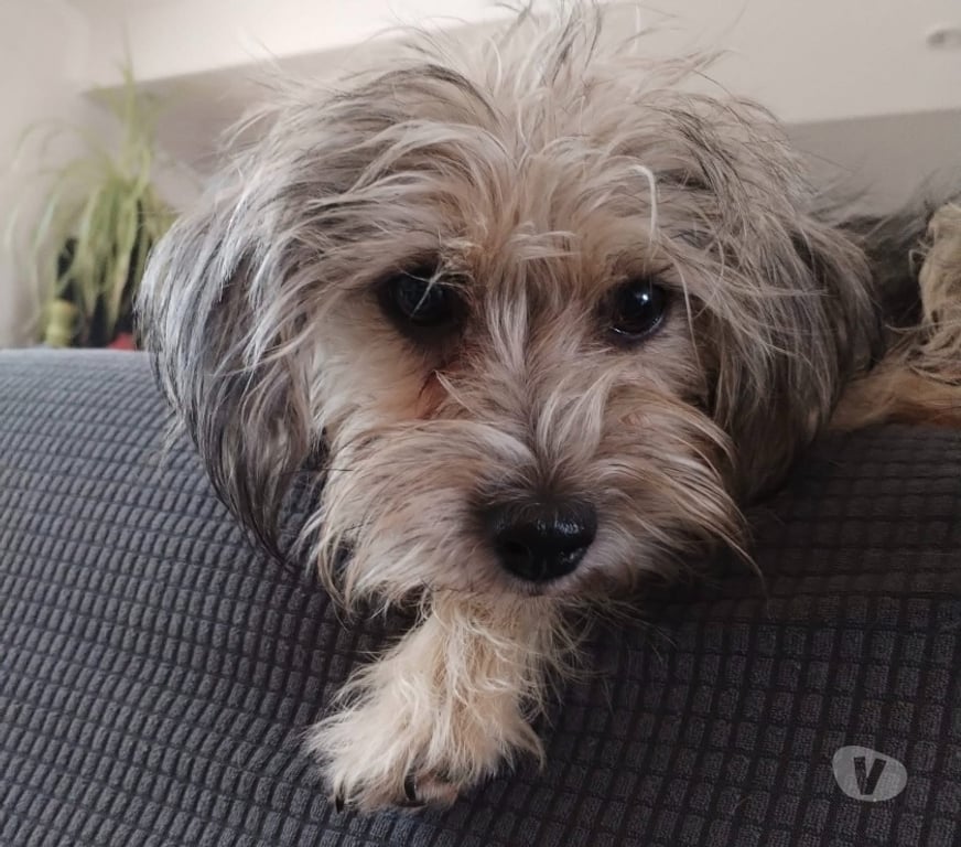 Vente Loire-Atlantique Barbechat - 44450 - Photos Vivastreet Hansi, chienne croisée yorkshire à adopter