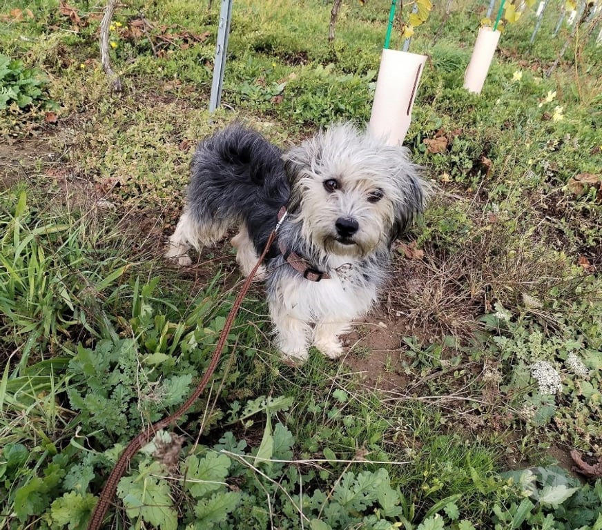 Vente Loire-Atlantique Barbechat - 44450 - Photos Vivastreet Hansi, chienne croisée yorkshire à adopter