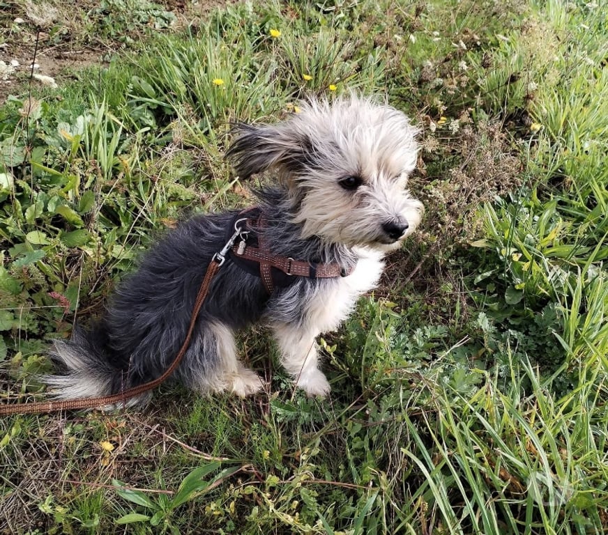 Vente Loire-Atlantique Barbechat - 44450 - Photos Vivastreet Hansi, chienne croisée yorkshire à adopter