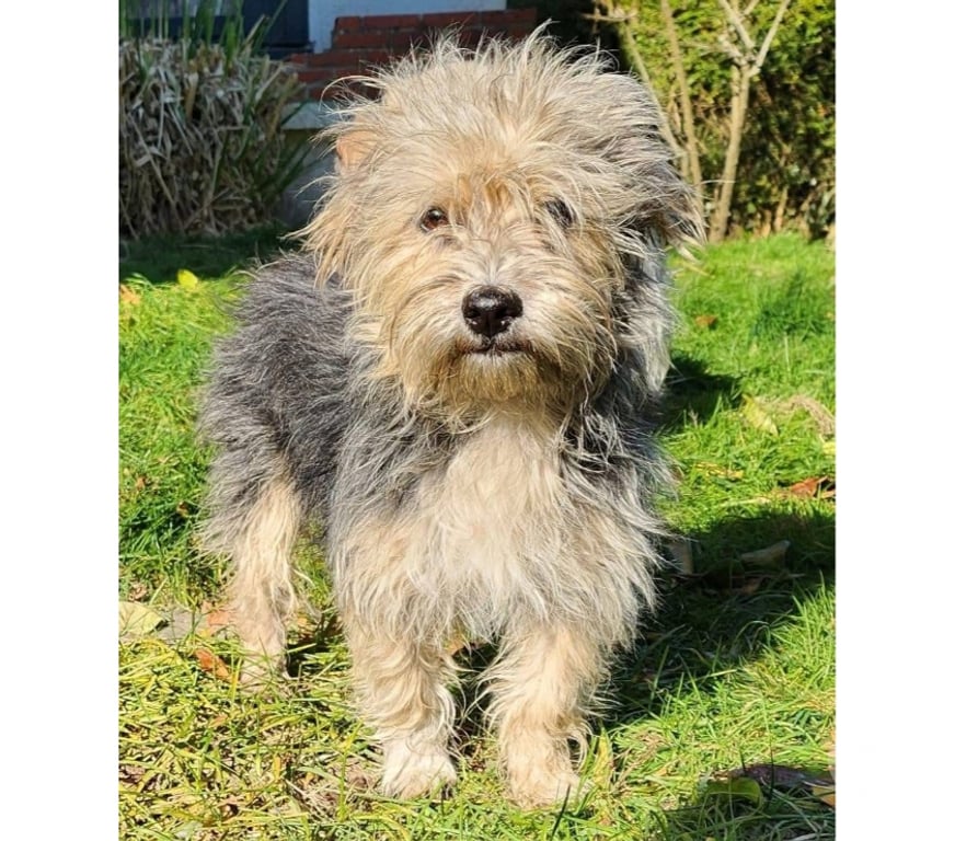 Vente Loire-Atlantique Barbechat - 44450 - Photos Vivastreet Hansi, chienne croisée yorkshire à adopter