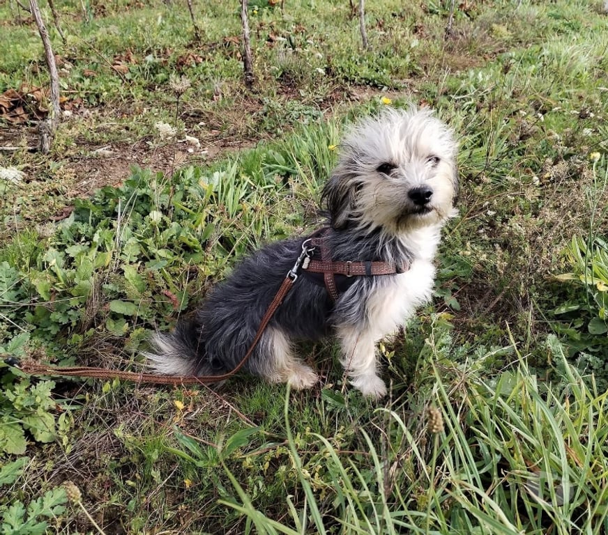 Vente Loire-Atlantique Barbechat - 44450 - Photos Vivastreet Hansi, chienne croisée yorkshire à adopter