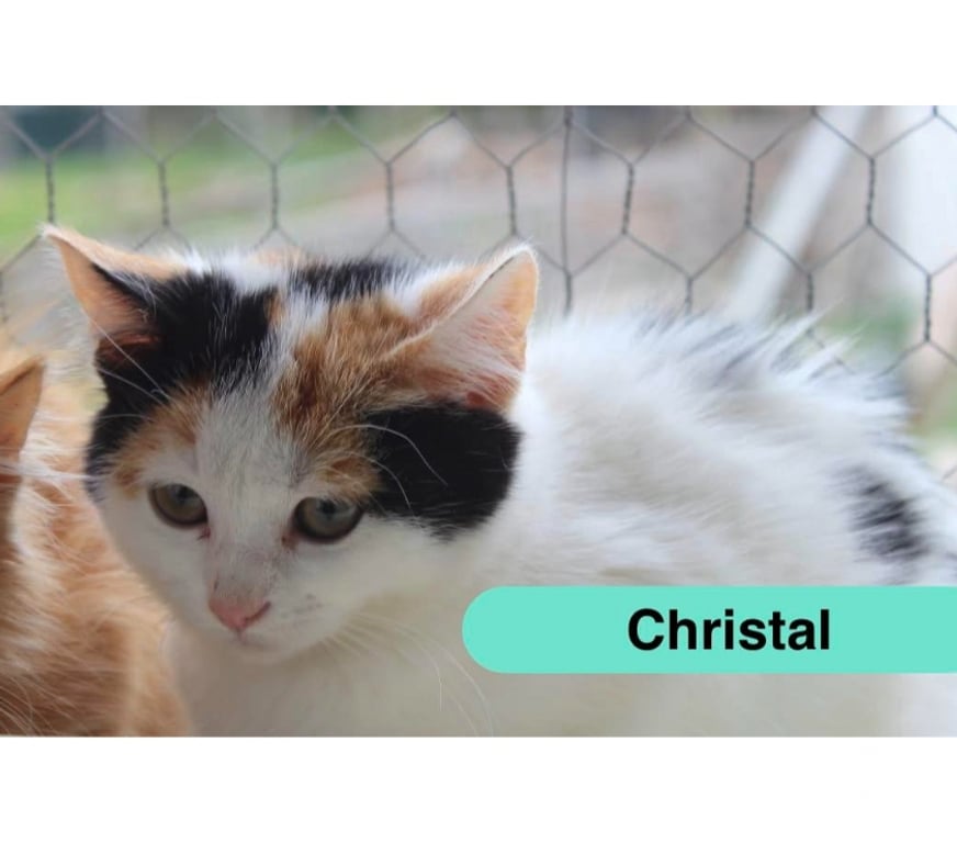 Vente Cher Bessais le Fromental - 18210 - Photos Vivastreet Christal, chatte à adopter