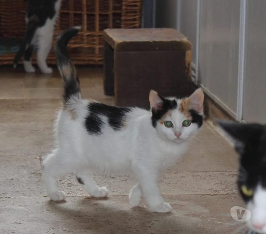 Vente Cher Bessais le Fromental - 18210 - Photos Vivastreet Christal, chatte à adopter