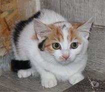 Photos Vivastreet Opale, chatte à adopter