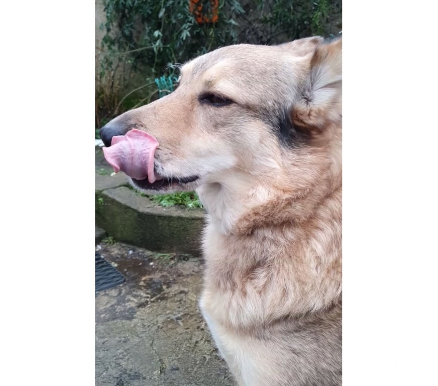 Vente Loire-Atlantique Coueron - 44220 - Photos Vivastreet Taiga, chienne loup tchèque à adopter