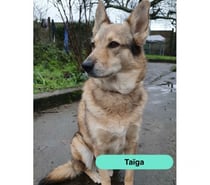 Photos Vivastreet Taiga, chienne loup tchèque à adopter
