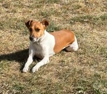 Photos Vivastreet Dora, femelle jack russel à adopter