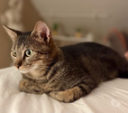 Milo, chat tigré à adopter