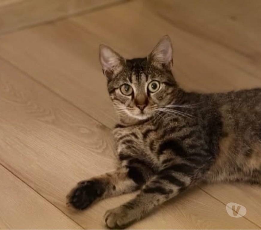 Vente Loire-Atlantique Guenrouet - Photos Vivastreet Milo, chat tigré à adopter