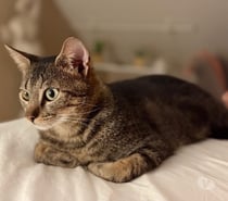 Photos Vivastreet Milo, chat tigré à adopter