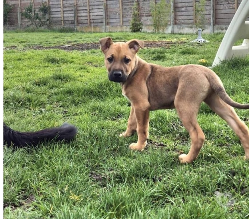 Vente Cher Venesmes - 18190 - Photos Vivastreet Tavo, croisé malinois à adopter