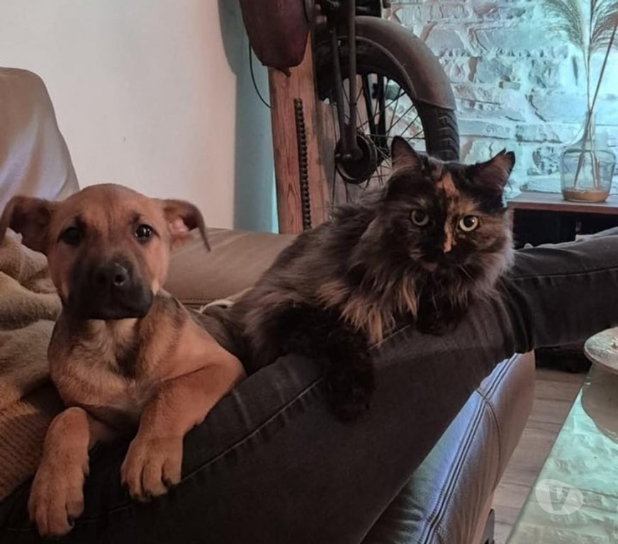 Vente Cher Venesmes - 18190 - Photos Vivastreet Tavo, croisé malinois à adopter