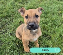 Photos Vivastreet Tavo, croisé malinois à adopter