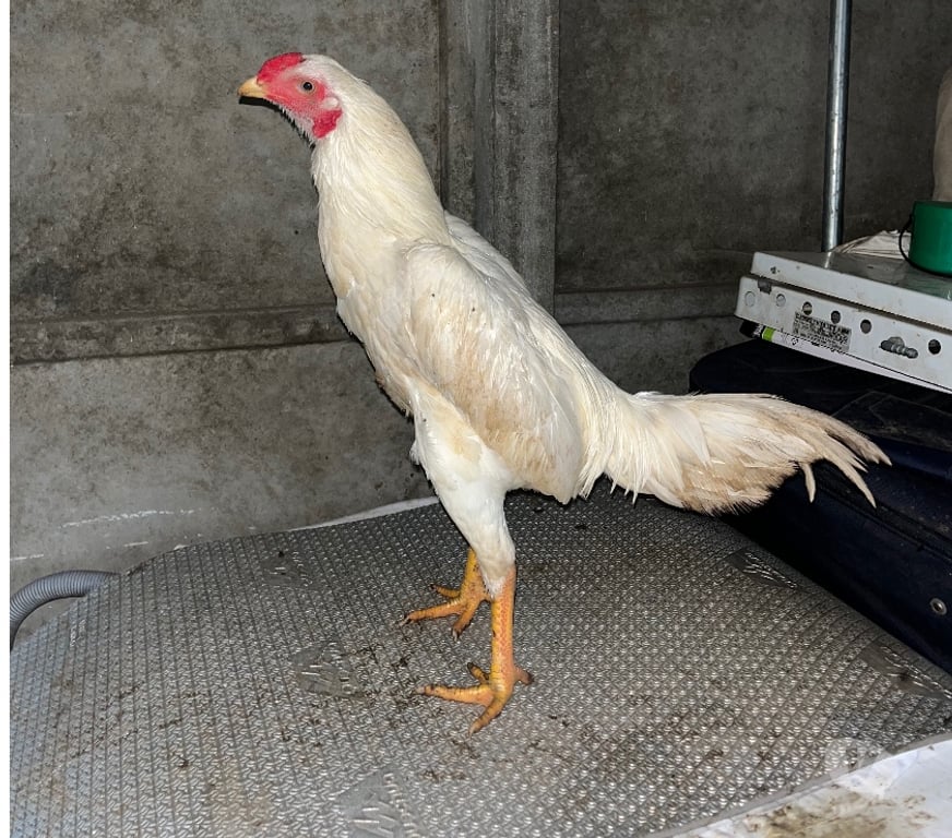 Vente Deux-Sèvres St Varent - 79330 - Photos Vivastreet Jeune poulet 6mois