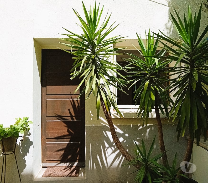 Appartement meublé Hérault Montpellier - Photos Vivastreet F1 centre Historique à 5' des Facs, 3 lignes Tram
