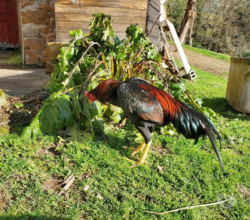 Vente Corrèze Beaulieu sur Dordogne - 19120 - Photos Vivastreet Vend coq 🐓 thail-viet