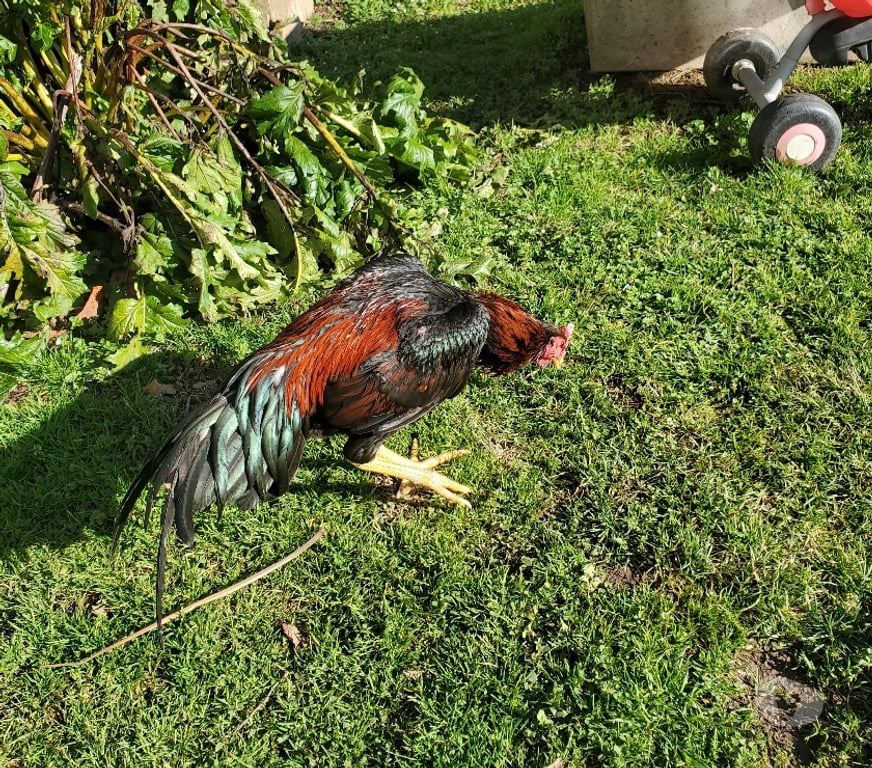 Vente Corrèze Beaulieu sur Dordogne - 19120 - Photos Vivastreet Vend coq 🐓 thail-viet