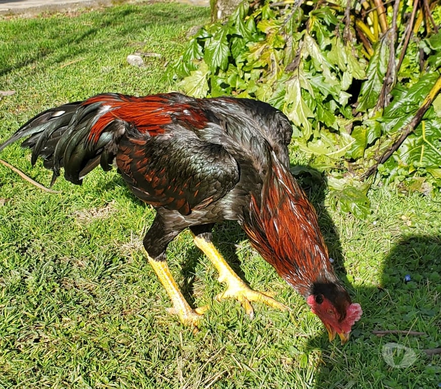 Vente Corrèze Beaulieu sur Dordogne - 19120 - Photos Vivastreet Vend coq 🐓 thail-viet