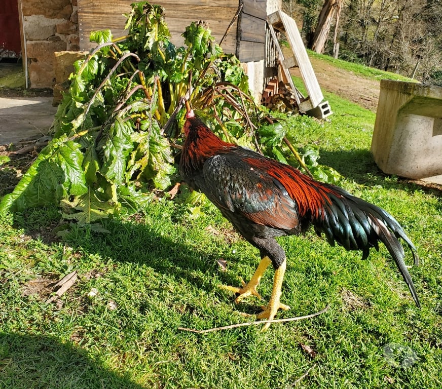 Vente Corrèze Beaulieu sur Dordogne - 19120 - Photos Vivastreet Vend coq 🐓 thail-viet