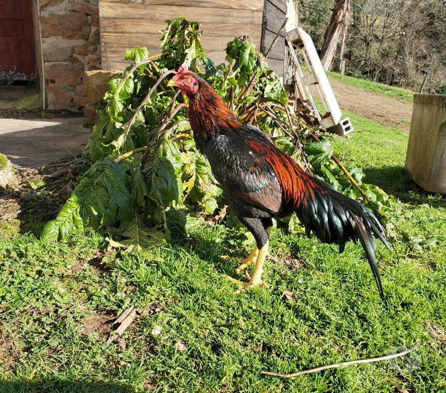 Vente Corrèze Beaulieu sur Dordogne - 19120 - Photos Vivastreet Vend coq 🐓 thail-viet