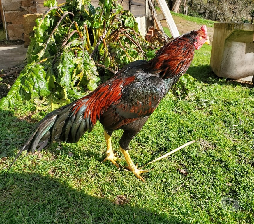 Vente Corrèze Beaulieu sur Dordogne - 19120 - Photos Vivastreet Vend coq 🐓 thail-viet