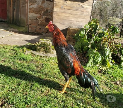 Vente animaux Beaulieu sur Dordogne Corrèze - Photos Vivastreet Vend coq 🐓 thail-viet