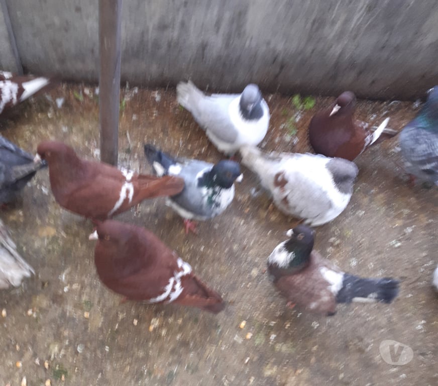 Vente Cher Vierzon - 18100 - Photos Vivastreet pigeons lynx de pologne rouge ou jaune, barrés blanc.