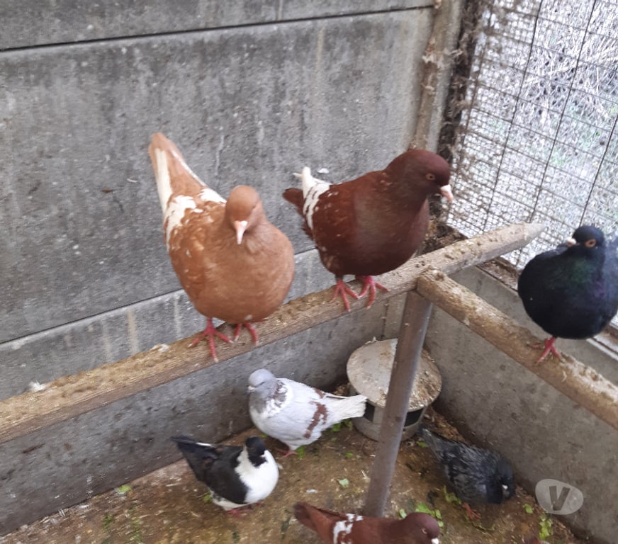 Vente Cher Vierzon - 18100 - Photos Vivastreet pigeons lynx de pologne rouge ou jaune, barrés blanc.