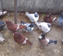 pigeons lynx de pologne rouge ou jaune, barrés blanc.