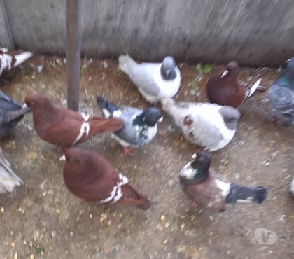 Vente animaux Vierzon Cher - Photos Vivastreet pigeons lynx de pologne rouge ou jaune, barrés blanc.