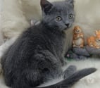 Coulomby - Pas-de-Calais — Chartreux Loof à réserver