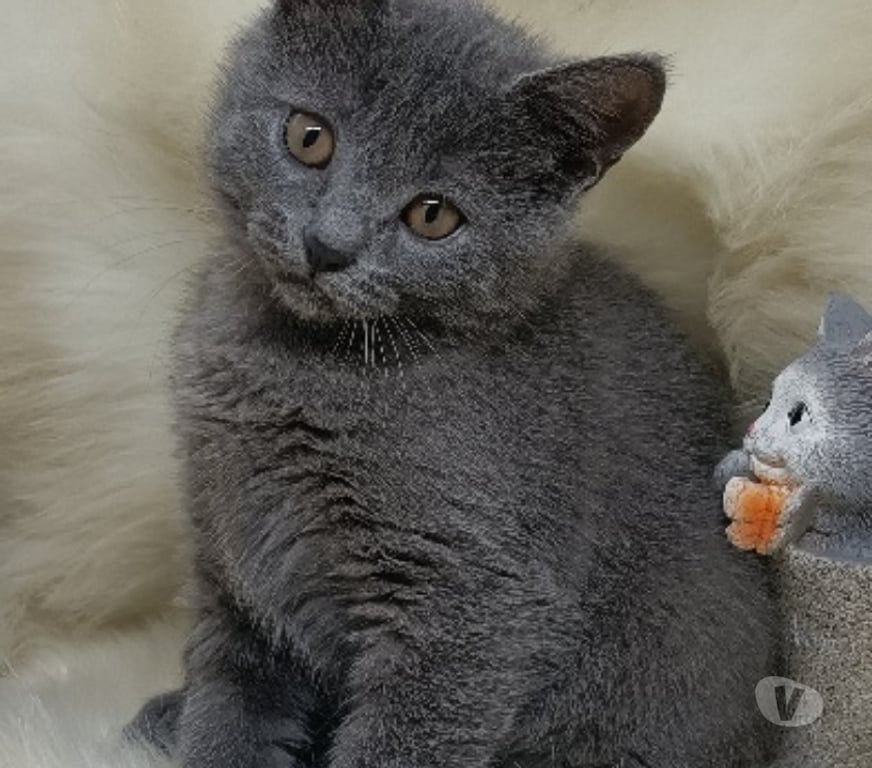 Vente Pas-de-Calais Coulomby - 62380 - Photos Vivastreet Chartreux Loof à réserver