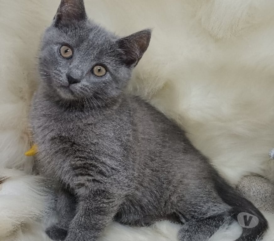 Vente Pas-de-Calais Coulomby - 62380 - Photos Vivastreet Chartreux Loof à réserver