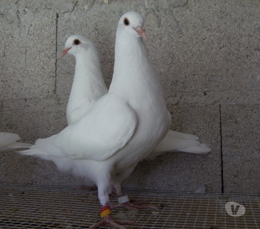 Vente Seine-et-Marne Bagneaux sur Loing - 77167 - images_alt_text Pigeons reproducteurs hubbell blanc