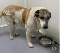 Photos Vivastreet Chien TANGAL à l adoption