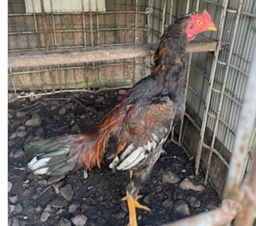 Vente Pas-de-Calais Avion - 62210 - Photos Vivastreet COQS ET POULES PAMA