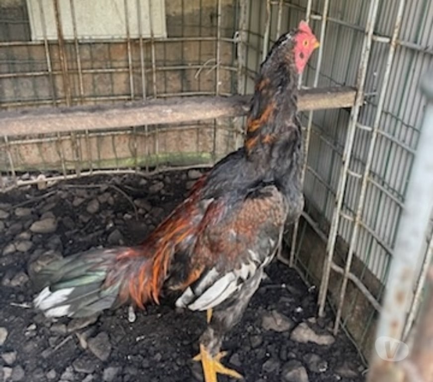 Vente Pas-de-Calais Avion - 62210 - Photos Vivastreet COQS ET POULES PAMA