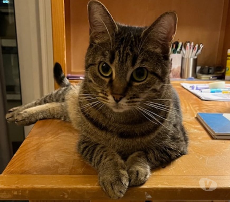 Don animaux Rhône Lyon - Photos Vivastreet JENNY, minette sociale et gentille