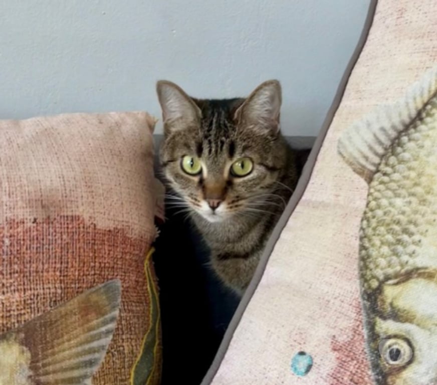 Don animaux Rhône Lyon - Photos Vivastreet JENNY, minette sociale et gentille