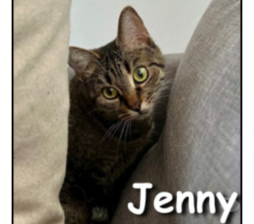 Don animaux Rhône Lyon - Photos Vivastreet JENNY, minette sociale et gentille