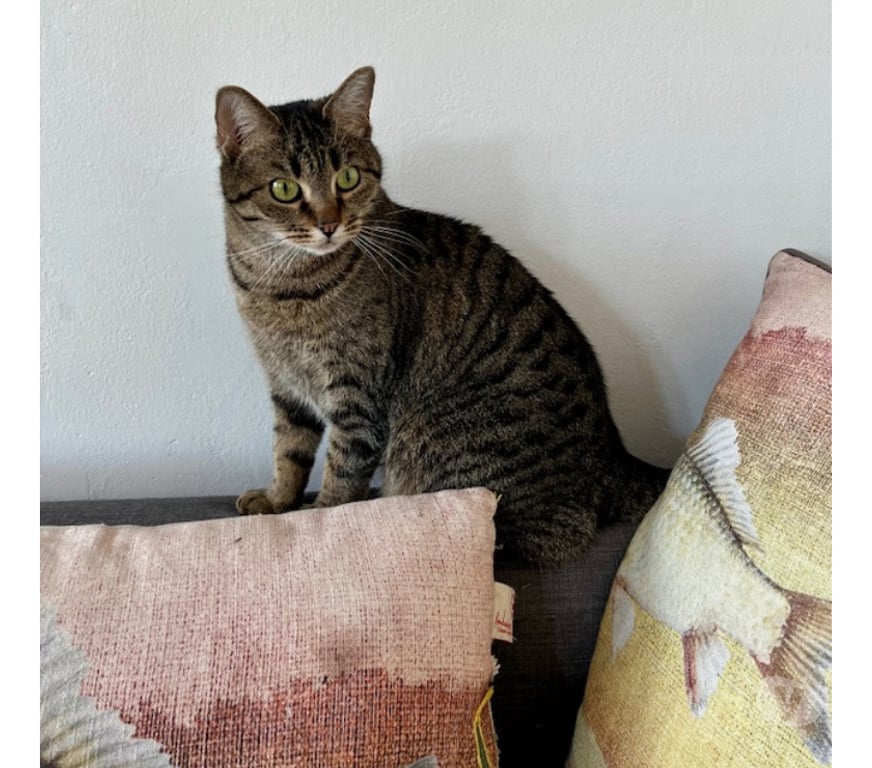 Don animaux Rhône Lyon - Photos Vivastreet JENNY, minette sociale et gentille